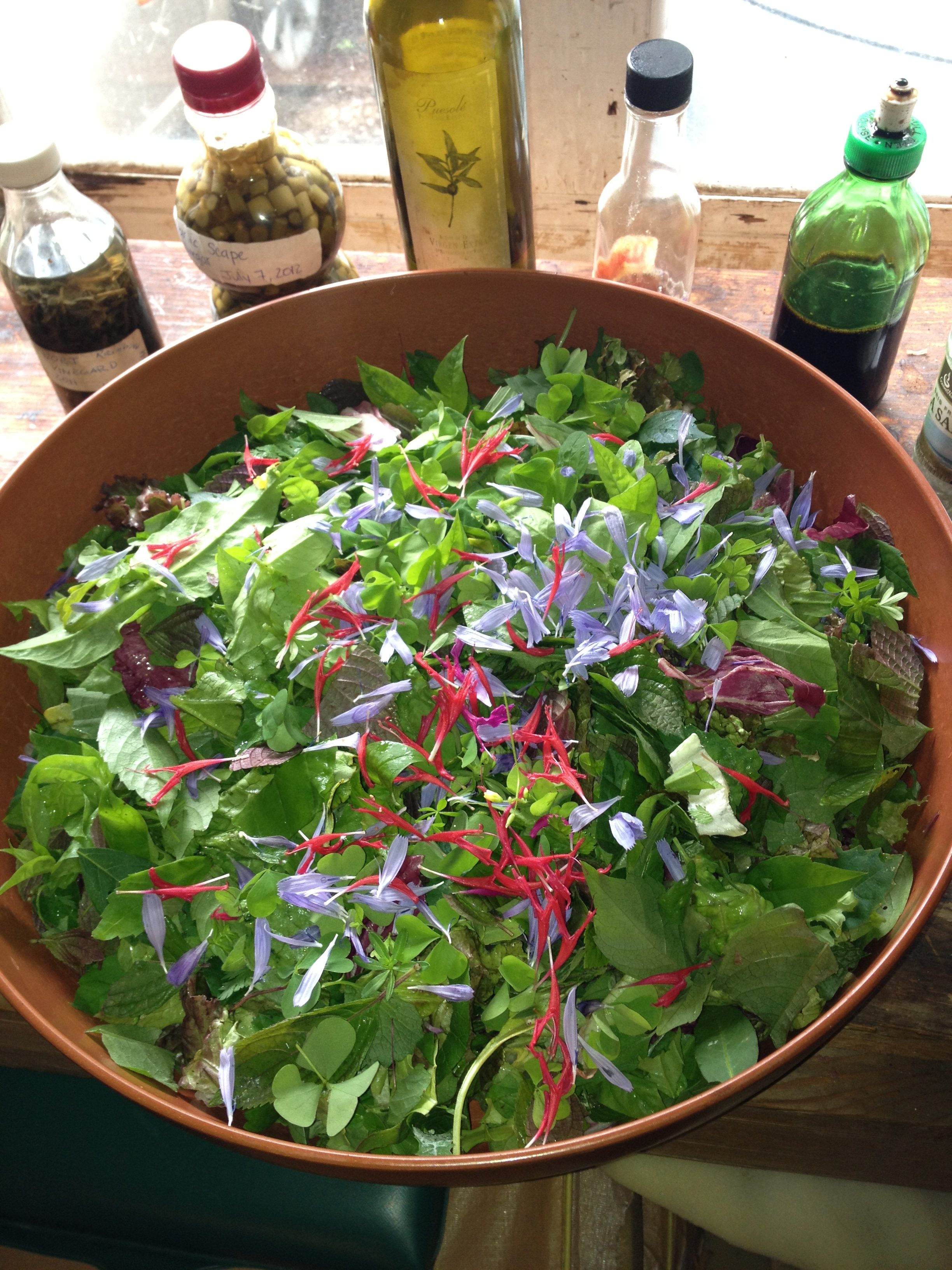 Pick Your Own Wild Salad – Explore Foraging