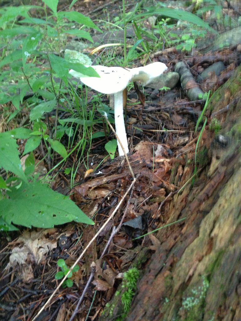 snow white mushroom