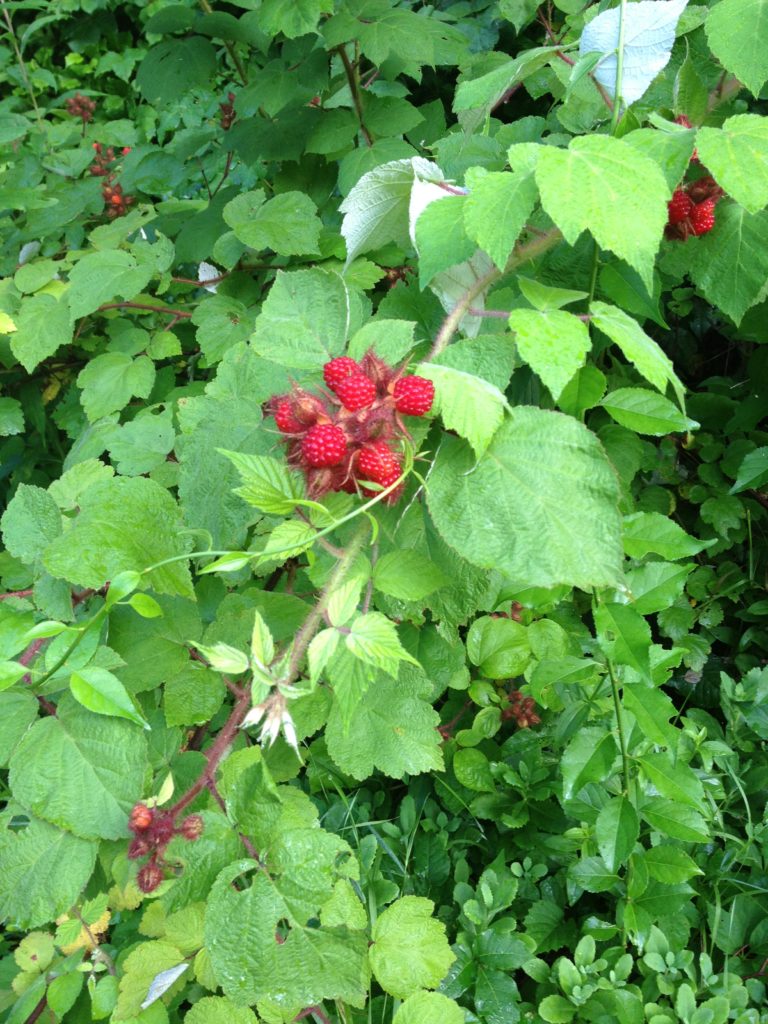 wild Raspberries