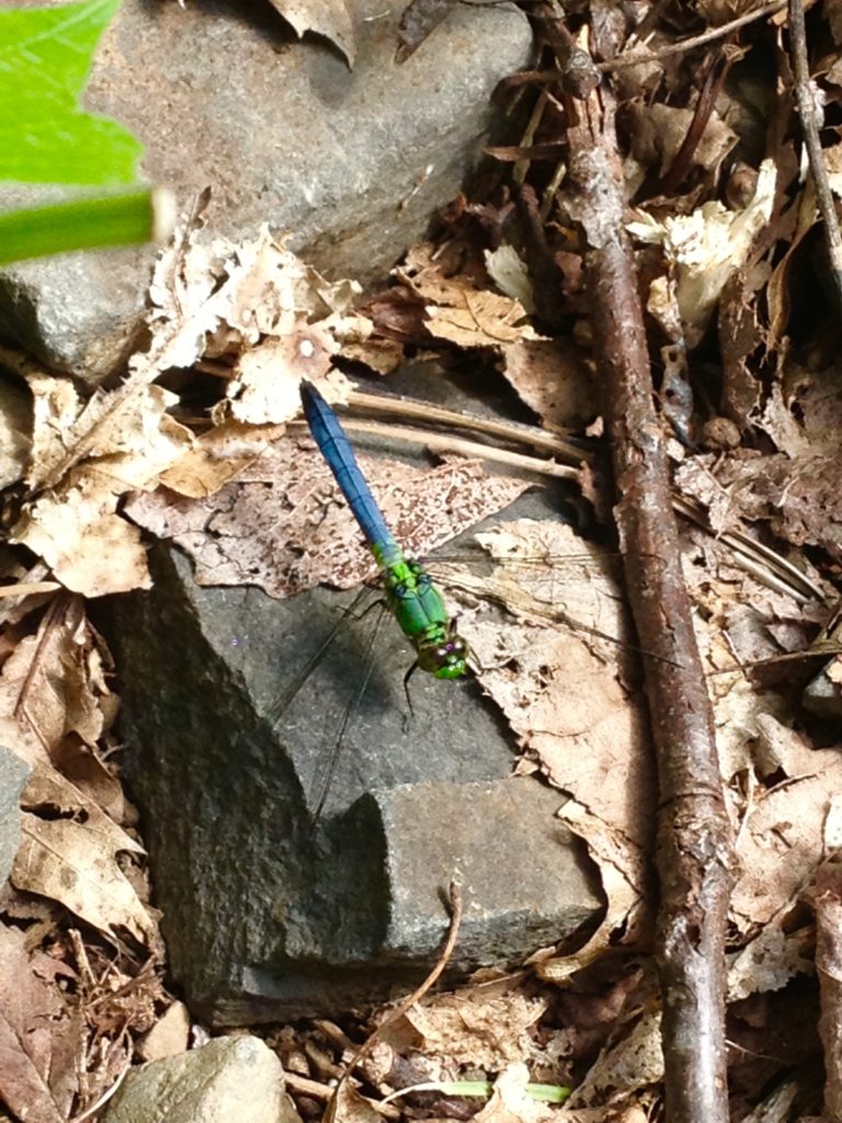 blue dragonfly at Susun Weed's farm