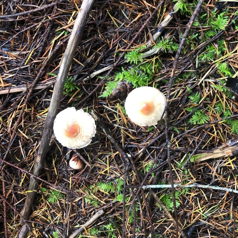 two flesh looking mushrooms