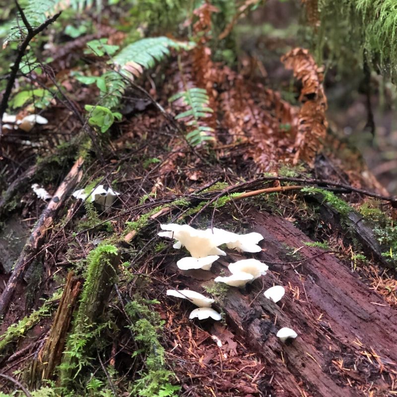 Angel Wing mushrooms on a log in the forest