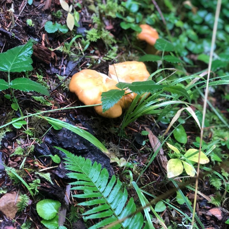Pacific Golden Chanterelles in the forest