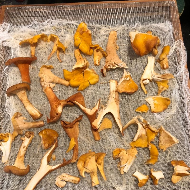 Chanterelles on the food dryer tray