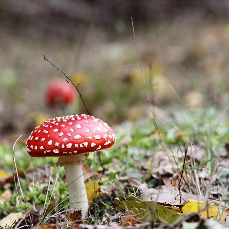 Find your inner mushroom (er)