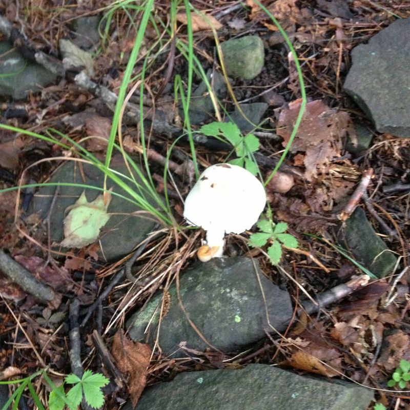 poisonous white mushroom on forest floor