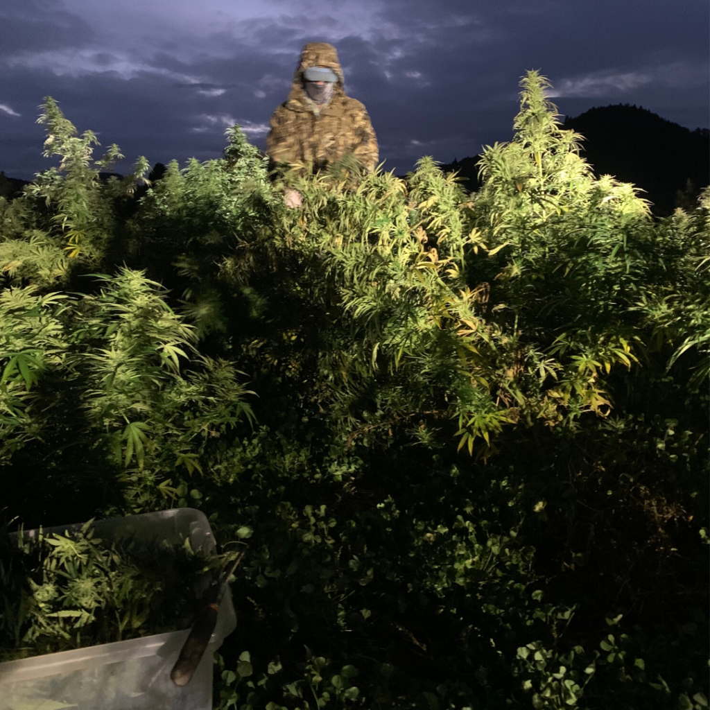 Worker on top of tall hemp plants at night