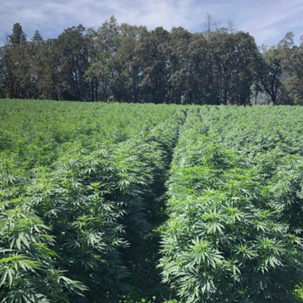 rows of hemp in front of mountain