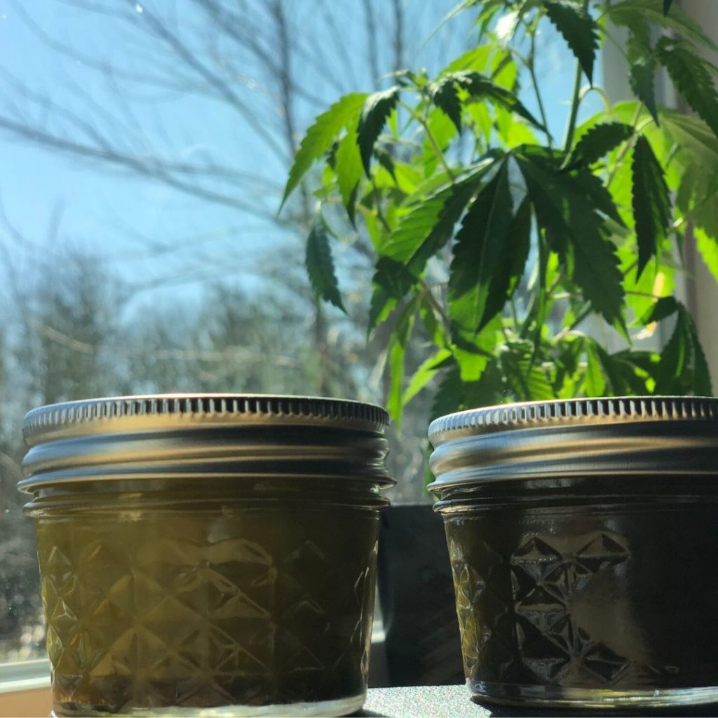 CBD jars in front of a CBG plant