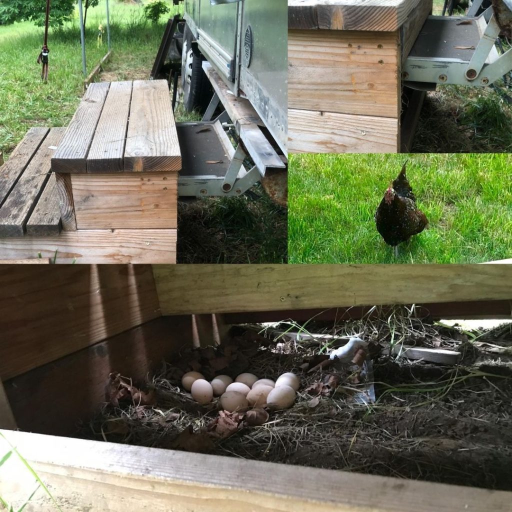 chicken and her eggs under the airstream stairs