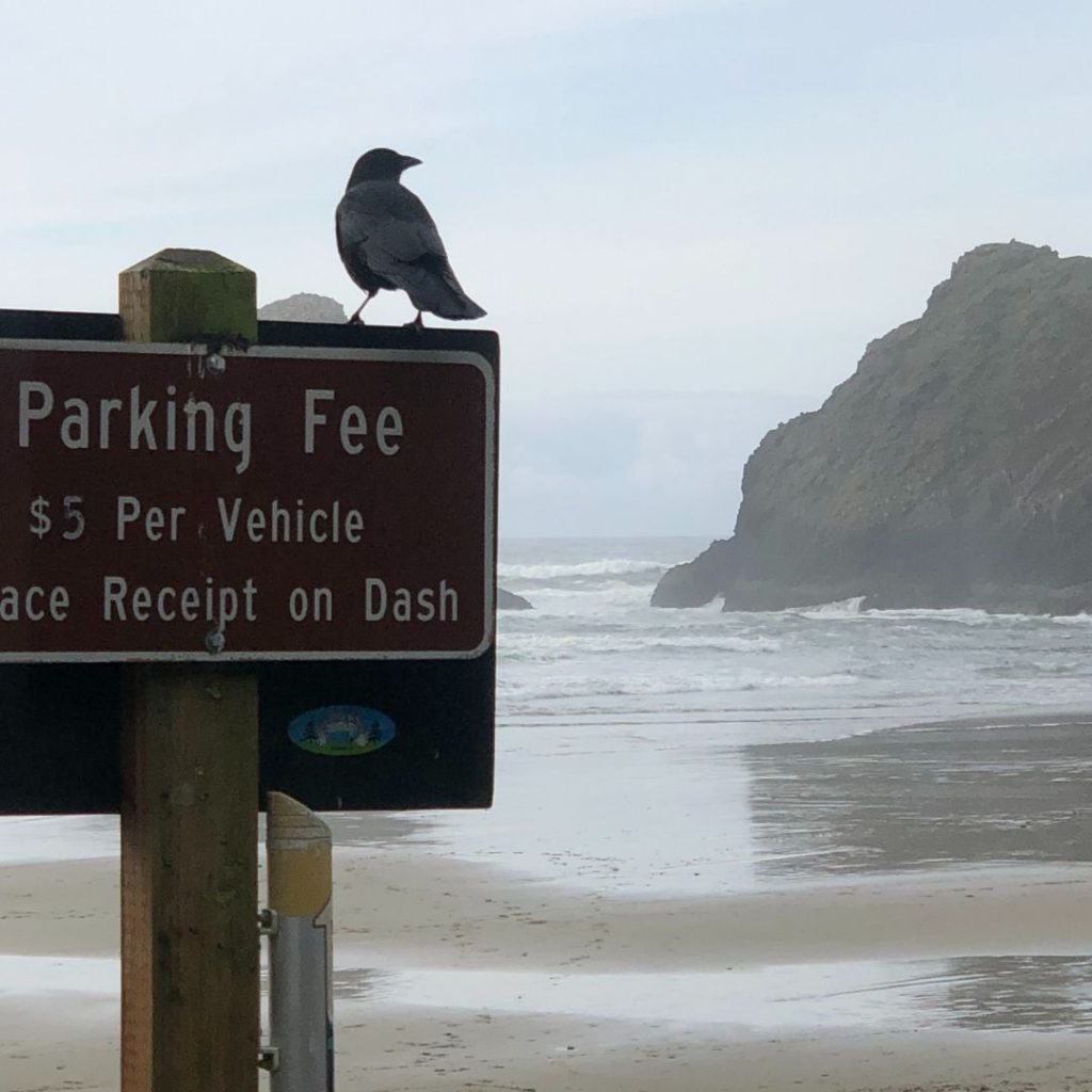 Heceta Beach with raven on a sign