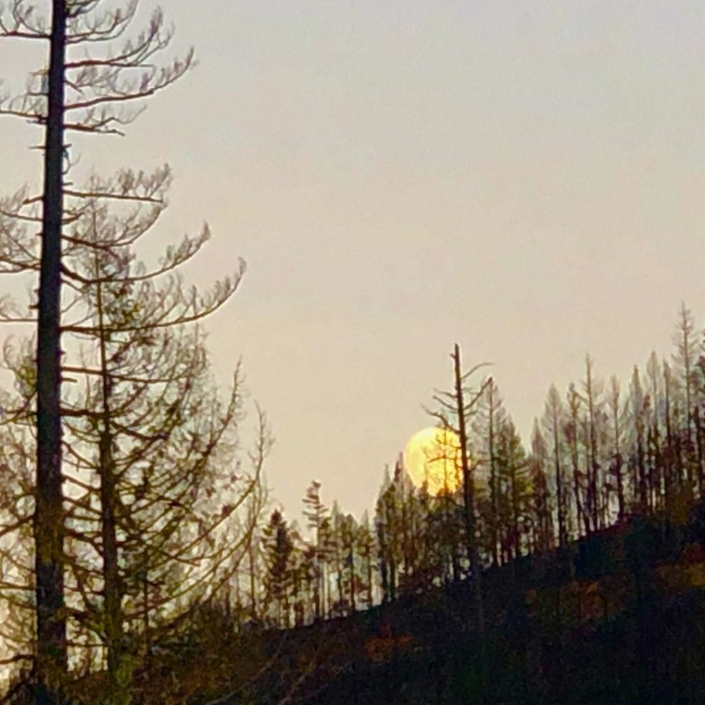 Burnt forest and full moon, Gasquet CA