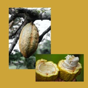 Fun facts about chocolate showing cacao pods from tree