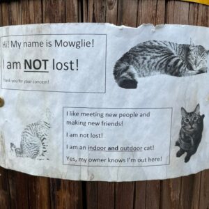Sign on pole about not-lost cat