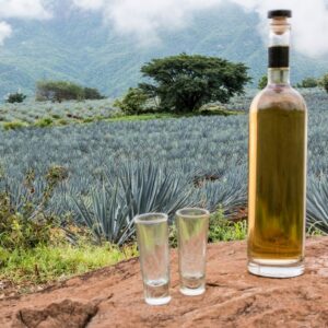 bottle of tequila and glasses in front of agave field