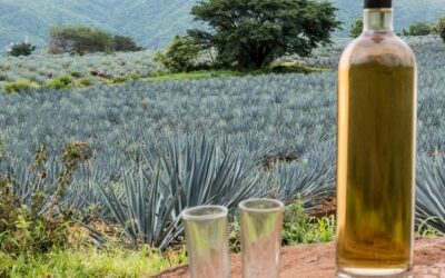 Protected: Tasting Tequila Adventure with Tips