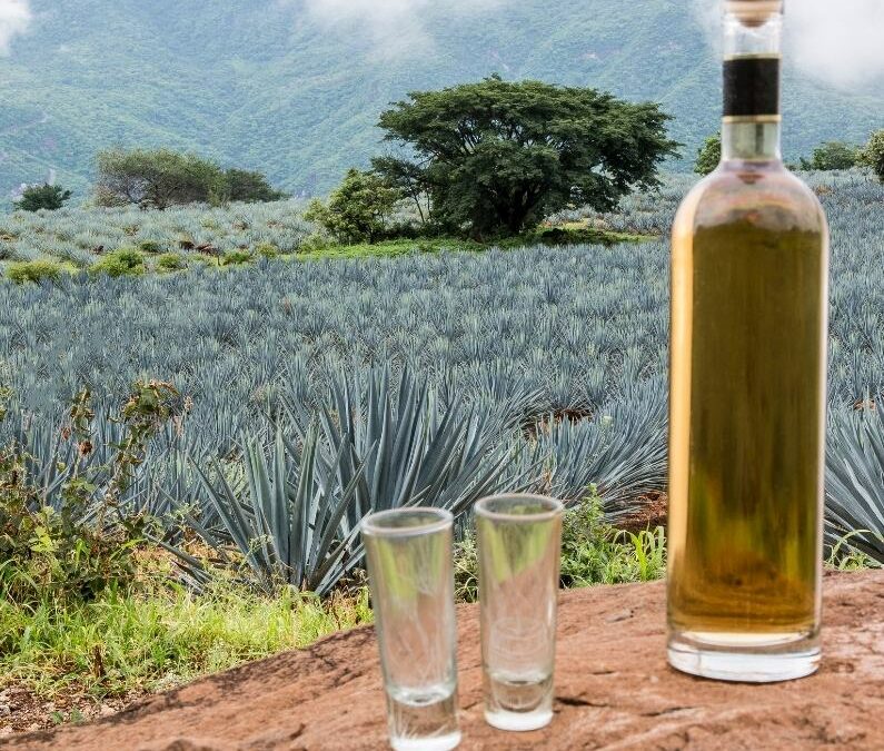 Tasting Tequila Adventure with Tips